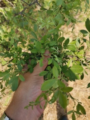 Searsia pyroides