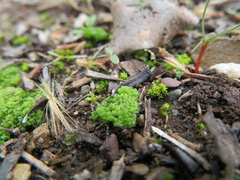 Sphaerocarpos texanus