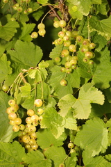 Ribes rubrum