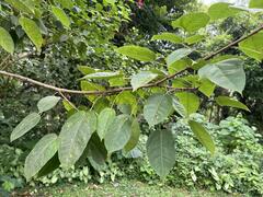 Jatropha integerrima