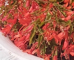 Begonia boliviensis