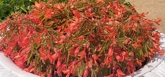 Begonia boliviensis