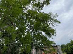 Jacaranda mimosifolia