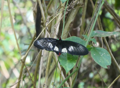 Pachliopta polydorus