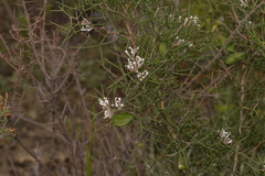 Hakea trifurcata