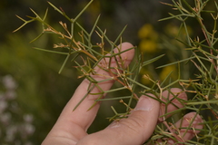 Hakea trifurcata