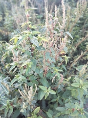 Amaranthus spinosus