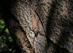 Phricta spinosa