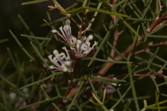 Hakea trifurcata