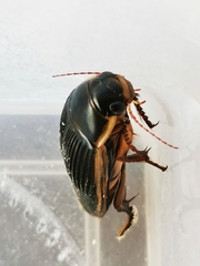 Dytiscus dimidiatus