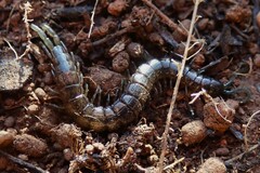 Cormocephalus