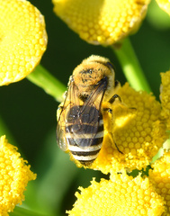 Colletes