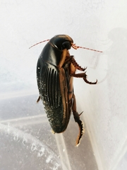 Dytiscus dimidiatus