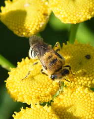 Colletes