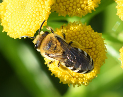 Colletes