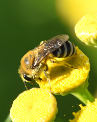 Colletes