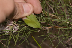 Hakea trifurcata