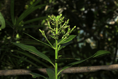 Scaevola montana