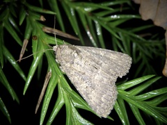Condica illecta