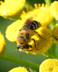 Colletes