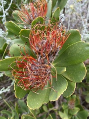 Leucospermum praecox