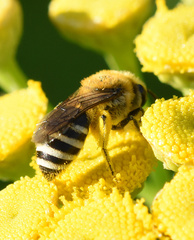 Colletes