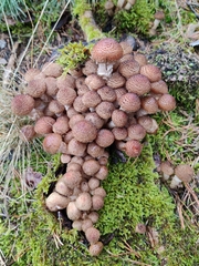 Armillaria ostoyae