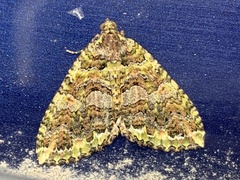 Austrocidaria similata