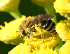 Colletes