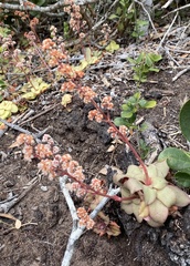 Crassula orbicularis