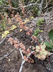 Crassula orbicularis