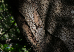 Phricta spinosa