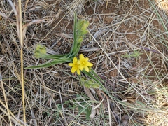 Hypoxis obtusa