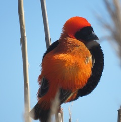 Euplectes orix