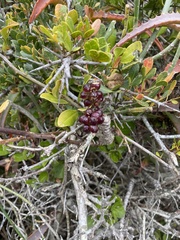 Cussonia thyrsiflora