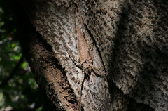 Phricta spinosa