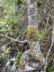 Crocodia