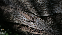 Phricta spinosa
