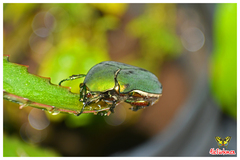 Cotinis mutabilis typica