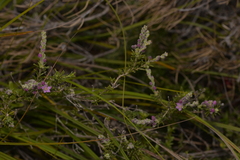 Philotheca spicata