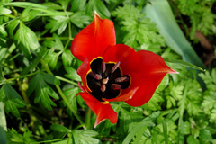 Tulipa