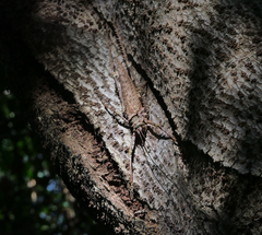 Phricta spinosa