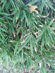 Phyllostachys sulphurea