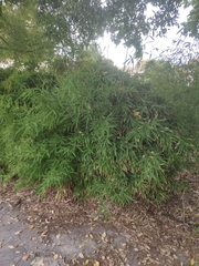 Phyllostachys sulphurea