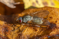Muscoidea
