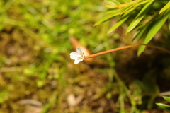Epilobium brunnescens