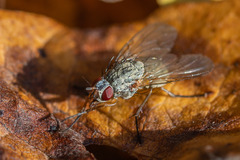 Muscoidea
