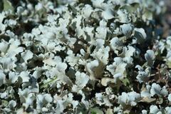 Cladonia foliacea