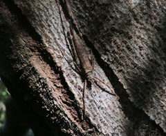 Phricta spinosa