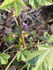 Malva verticillata
